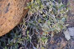 Rhamnus integrifolia, photograph (c) Diego Rodríguez Hernández, some rights reserved (CC BY)