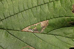 Phyllonorycter nicellii
