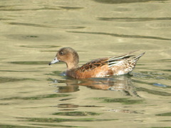 Mareca penelope