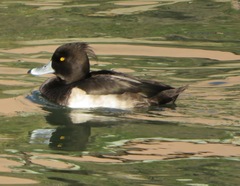Aythya fuligula