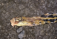 Coelognathus radiatus