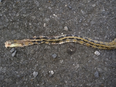 Coelognathus radiatus