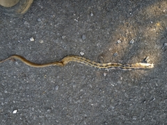 Coelognathus radiatus