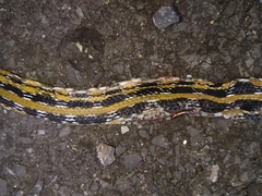 Coelognathus radiatus