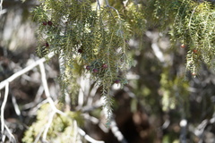 Juniperus cedrus