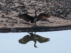 Phalacrocorax carbo hanedae