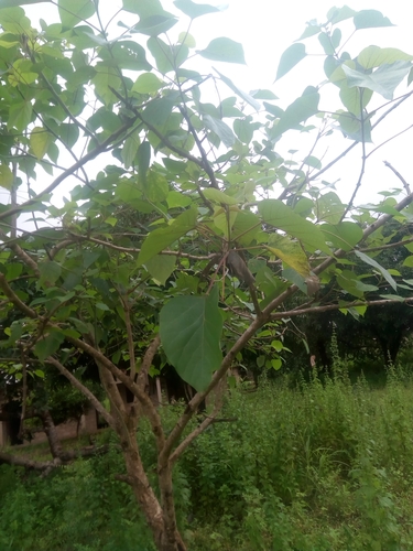 Kashmir tree