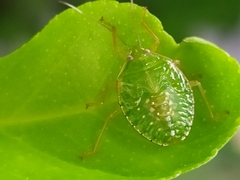 Pentatomidae