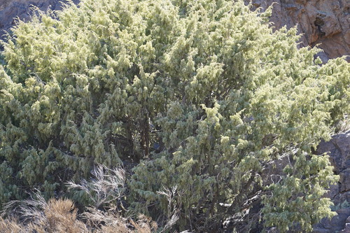 Juniperus cedrus, photograph 2
