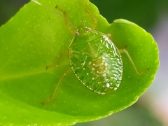 Pentatomidae