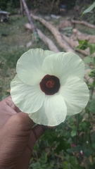 Hibiscus vitifolius