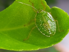 Pentatomidae