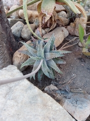 Aloe pseudoparvula