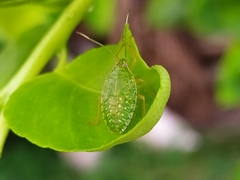 Pentatomidae