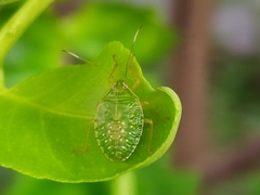 Pentatomidae