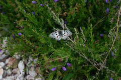 Parnassius nomion