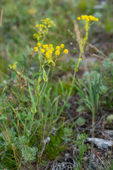 Bupleurum multinerve