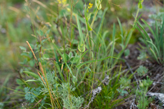 Bupleurum multinerve