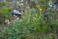 Phlojodicarpus sibiricus