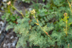 Phlojodicarpus sibiricus