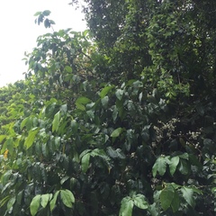 Phaleria clerodendron