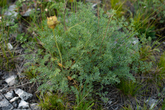 Phlojodicarpus sibiricus