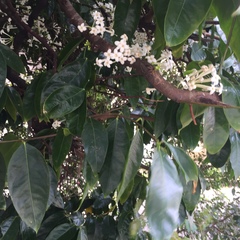 Phaleria clerodendron