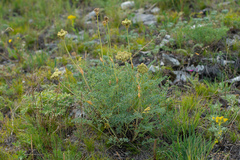 Phlojodicarpus sibiricus