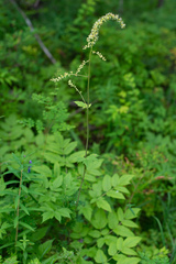 Actaea cimicifuga