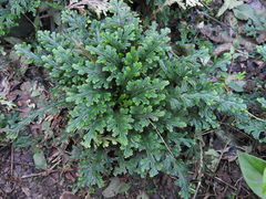 Selaginella convoluta