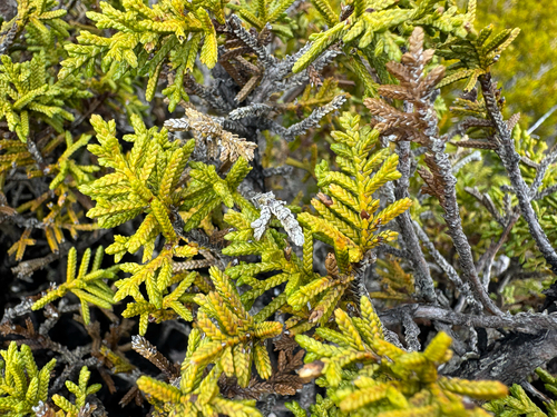 Creeping pine (Microcachrys tetragona)