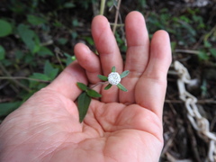 Plagiolophus millspaughii