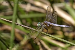 Pachydiplax longipennis