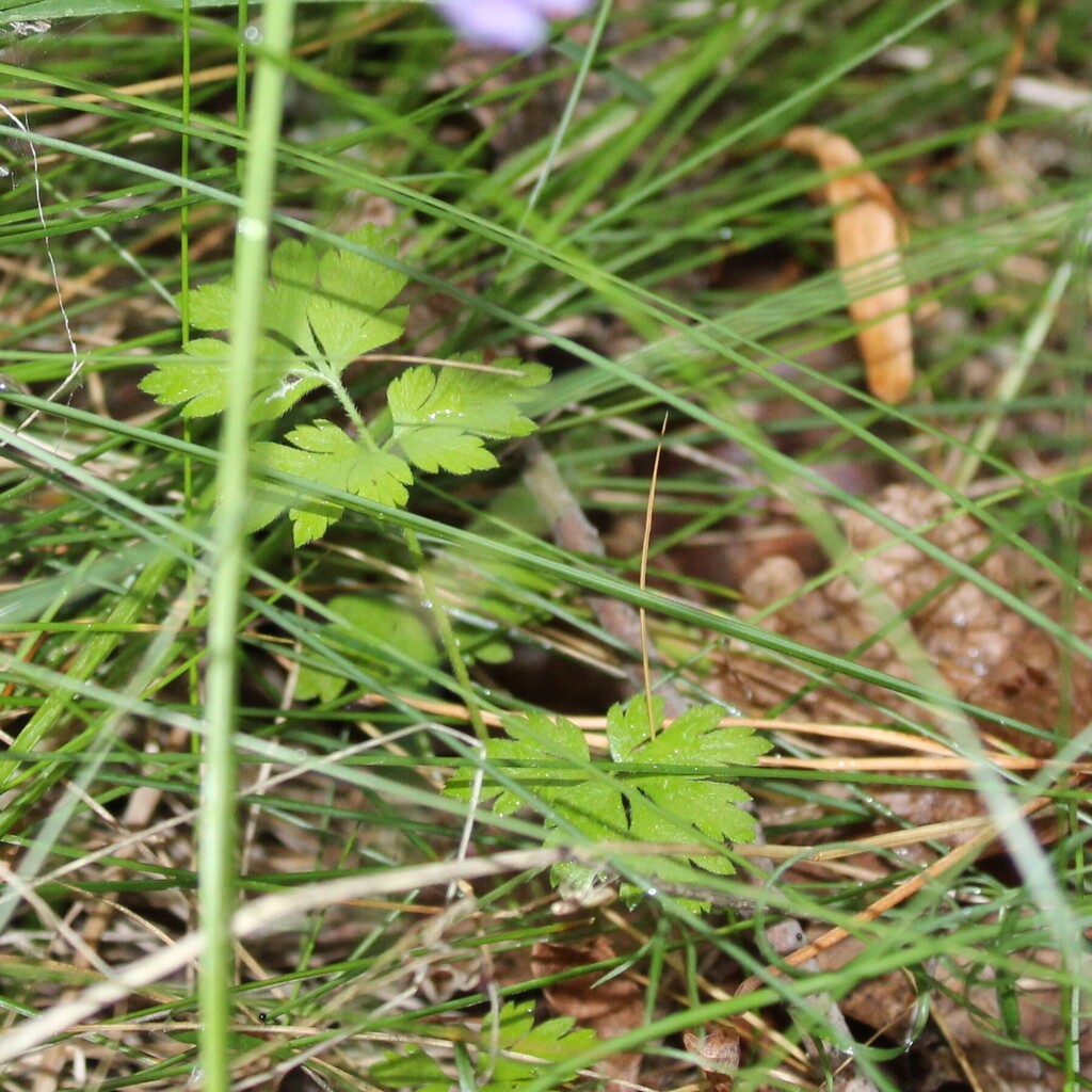 Petroselinum crispum