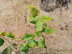 Securinega durissima