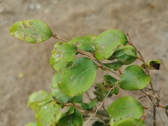 Securinega durissima