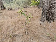 Securinega durissima