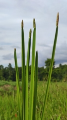 Eleocharis acutangula