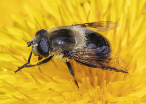Orange-spotted Drone Fly