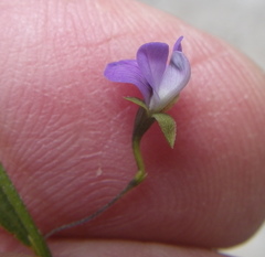 Psoralea laxa