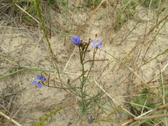 Heliophila adpressa