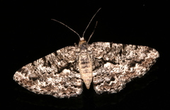 Hypomecis externaria