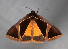 Agamana conjungens