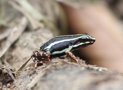 Epipedobates anthonyi