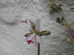 Pelargonium carnosum carnosum