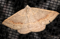 Nearcha tristificata