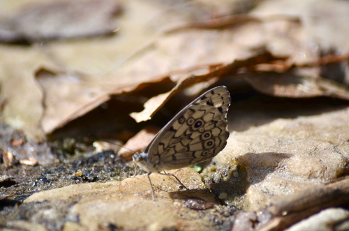 Eunica phasis
