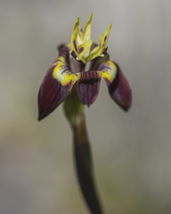 Moraea inconspicua