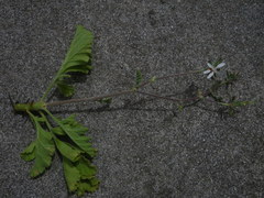 Pelargonium carnosum carnosum
