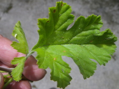 Pelargonium carnosum carnosum